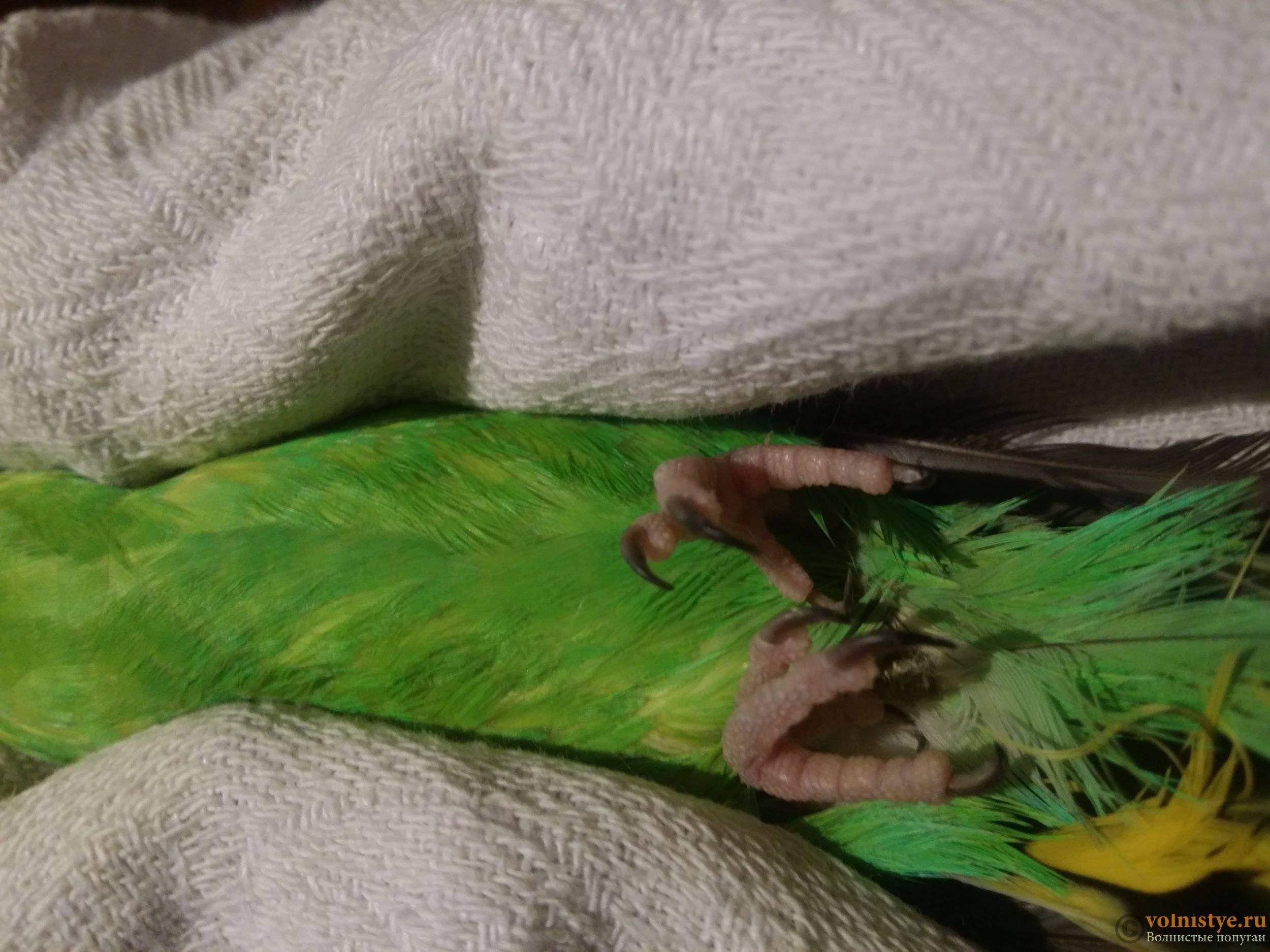 Почему попугай чешется: естественные причины и симптомы заболеваний