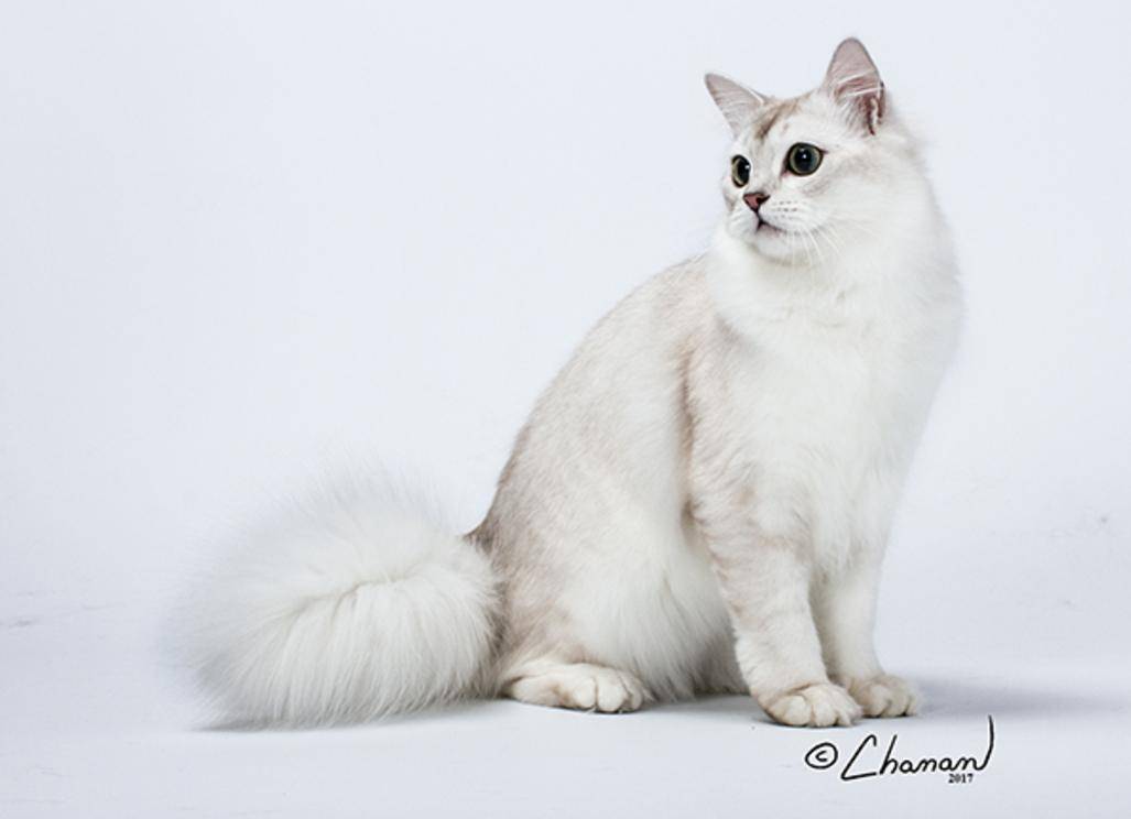 Кошка бурмилла: фото, описание породы