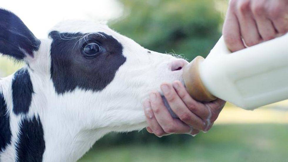 Сухое молоко для телят: в каких пропорциях разводить