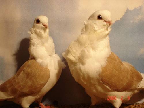 Обзор домашних голубей на фото и видео
обзор домашних голубей на фото и видео