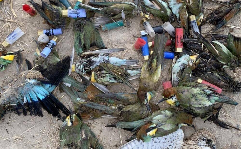 Браконьеры держат попугаев в пластиковых бутылках