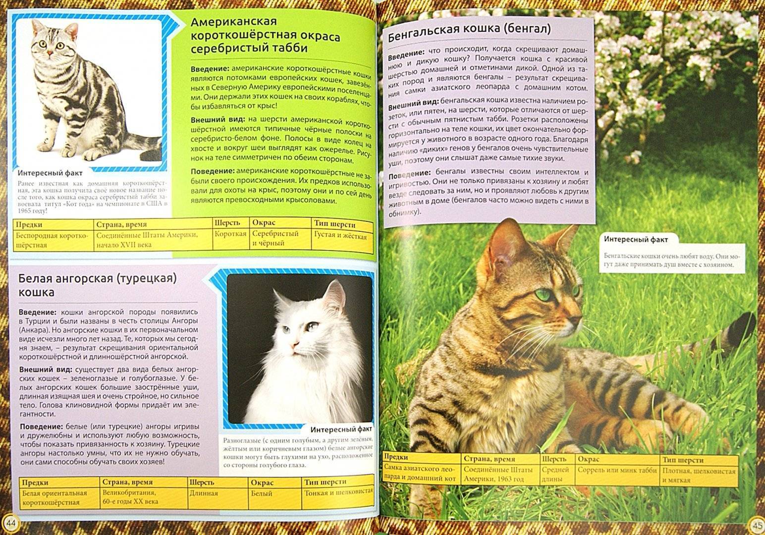 Американская короткошерстная кошка: характер, уход и питание
