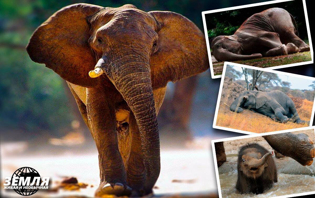 Как спят слоны – особенности, факты, хитрости