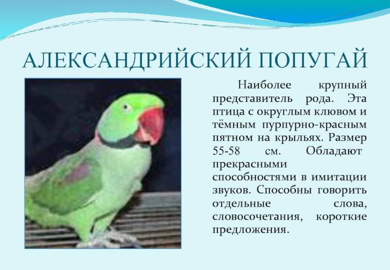 Александрийский попугай: описание и содержание в неволе