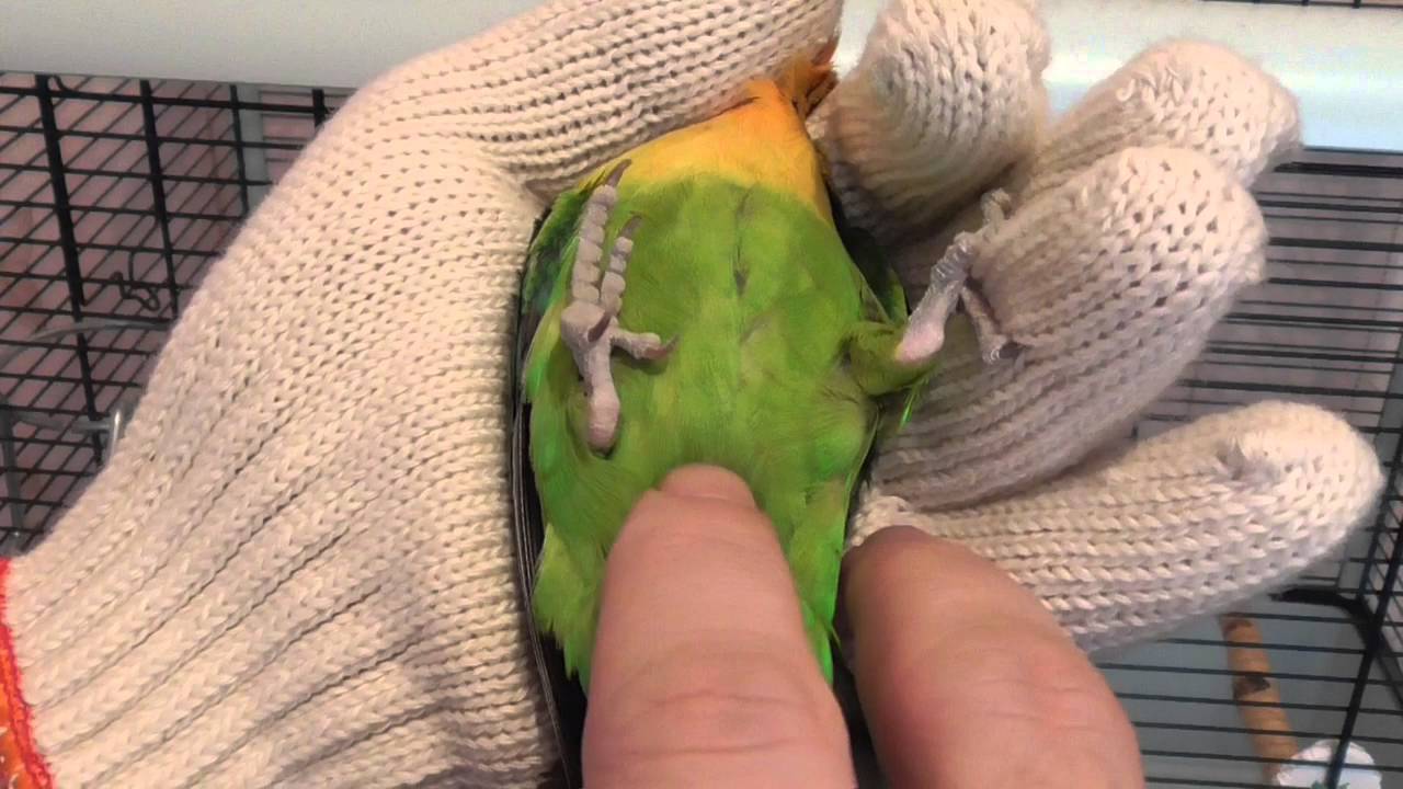 Как определить пол попугаев неразлучников