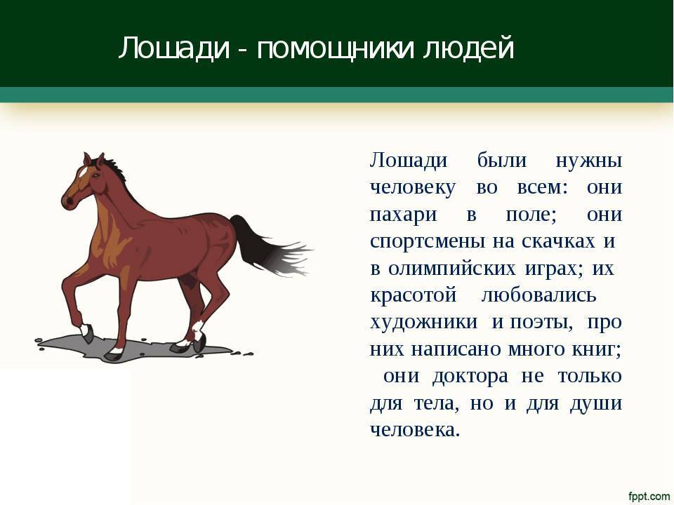 Лошадь: где живет, чем питается :: syl.ru