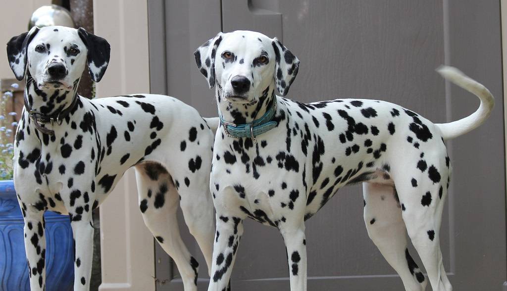 Далматинец: описание породы, характер собаки и щенка, фото, цена