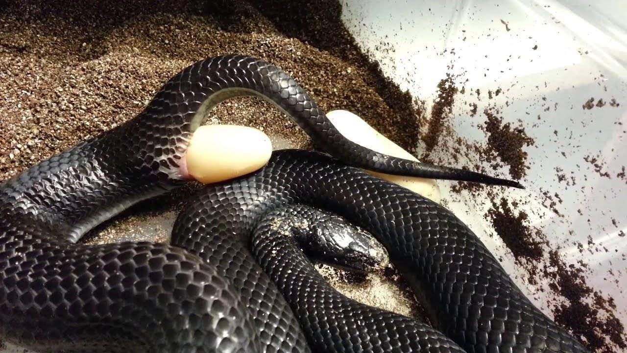 Черная мамба: описание змеи, где обитает, чем питается