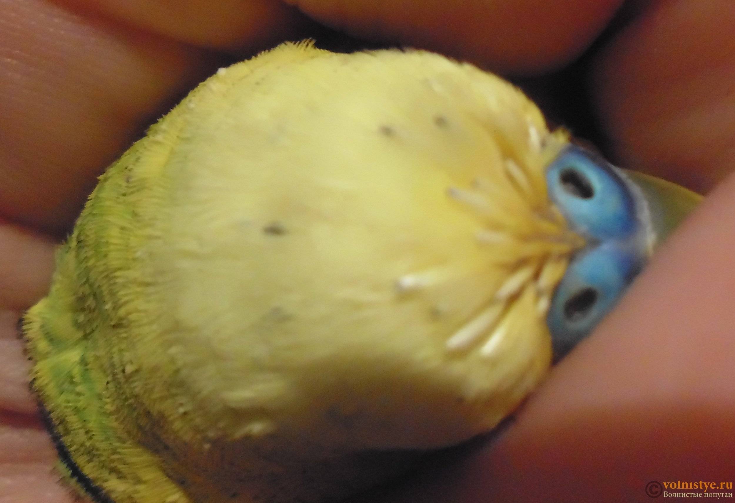 Попугай чихает: что делать, почему волнистый чихает с соплями и дергает головой
