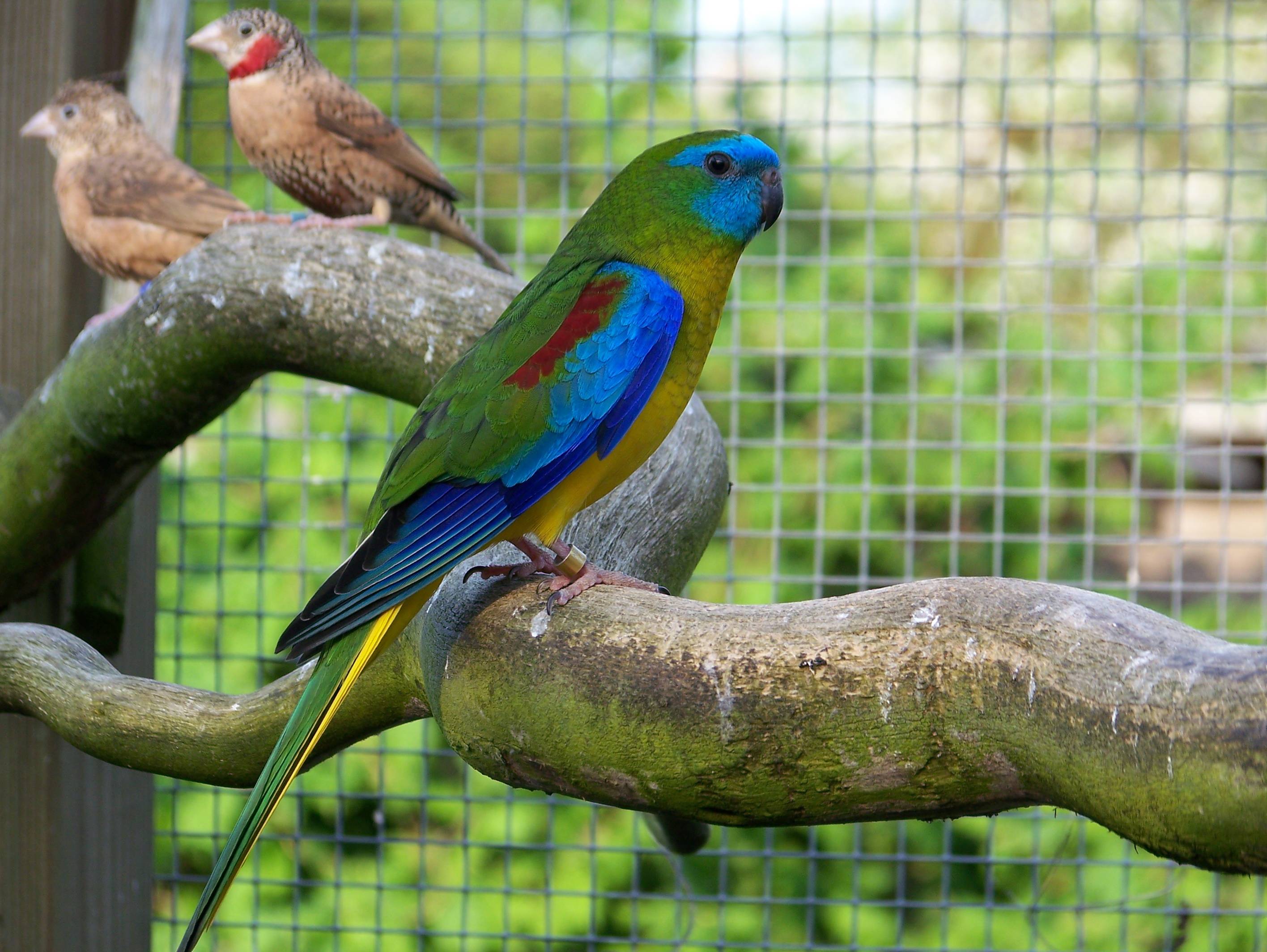 Травяной попугай: розовобрюхий, золотистобрюхий, лазурный, красногрудый и другие виды, отзывы