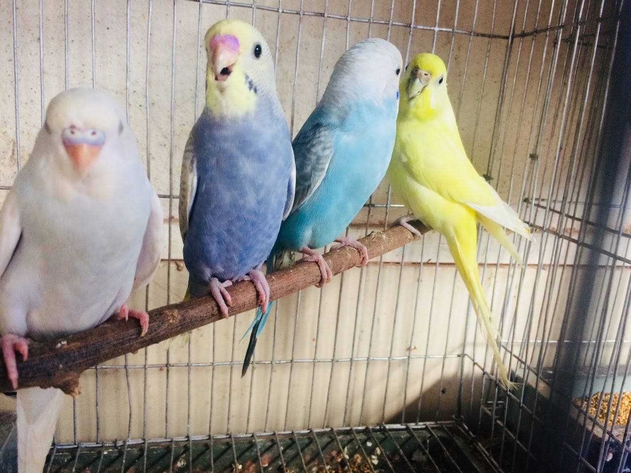 Причины чириканья волнистых попугаев