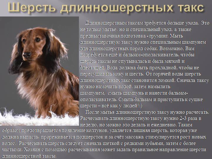 Такса: отзывы владельцев о породе собак, рекомендации и все о правильном уходе и содержании животного