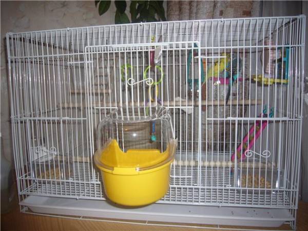Выбор клетки для волнистого попугая: размеры, форма, материалы