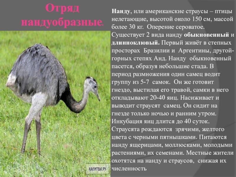 Птица страус (struthio camelus): описание, интересные факты