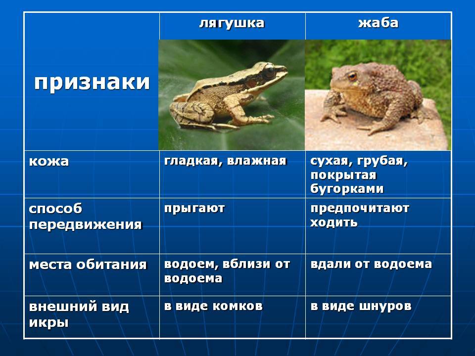 Как отличить лягушку от жабы - wikihow