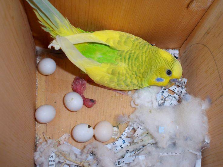 Может ли самка волнистого попугая нести яйца без самца