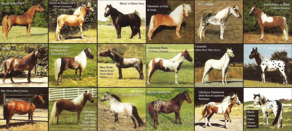 Лошади фото. все породы лошадей фотографии | zoodom