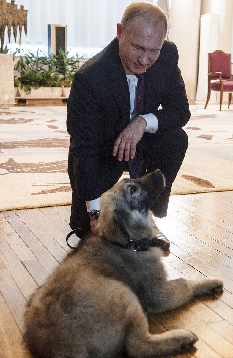 Собаки путина: породы, фото и названия - animallist.ru