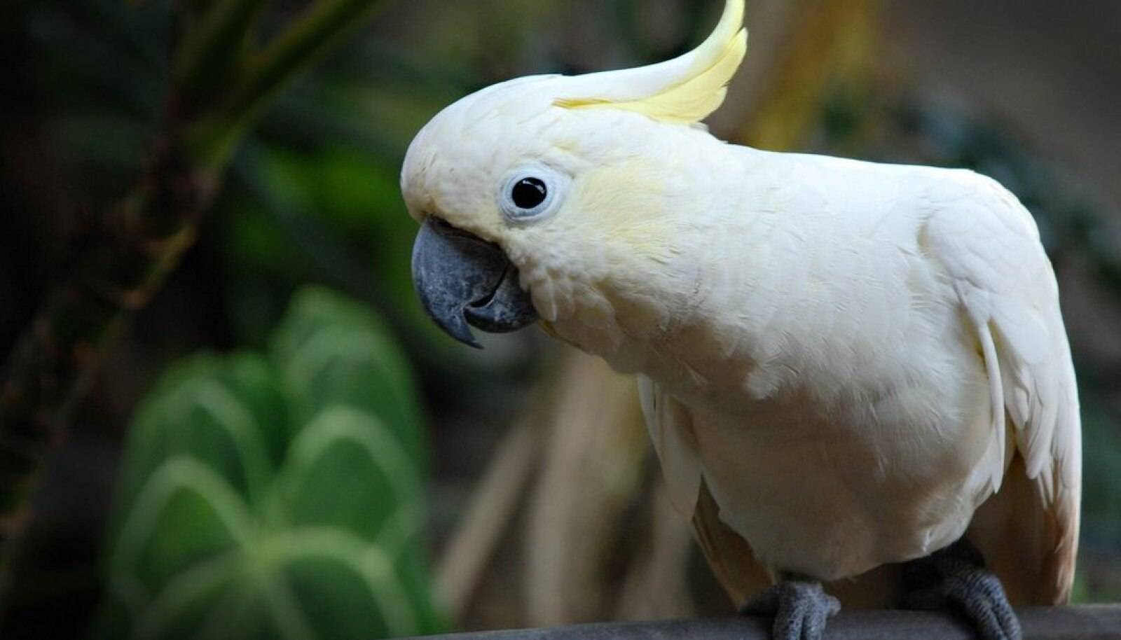 Попугай породы какаду