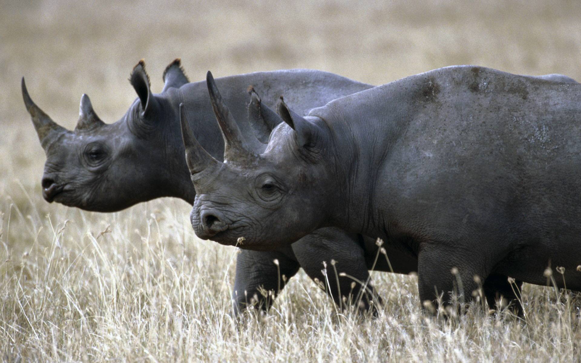 Западный черный носорог вымерший вид. черный носорог — описание, среда обитания, образ жизни