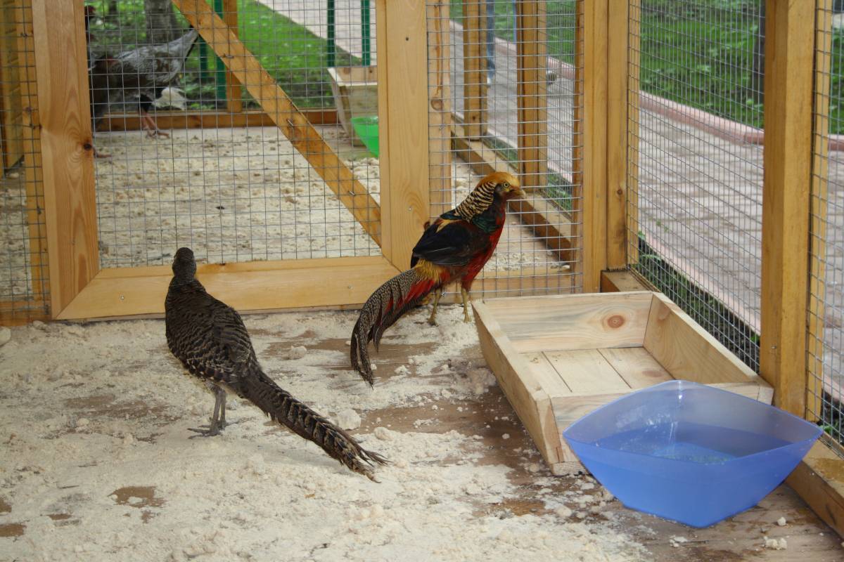 Разведение, кормление, инкубация фазанов в домашних условиях для начинающих