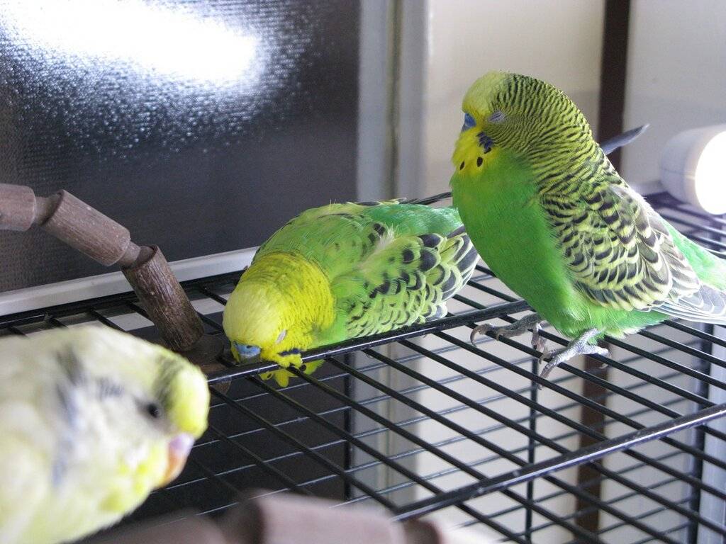 Правильные условия и режим сна для волнистых попугаев