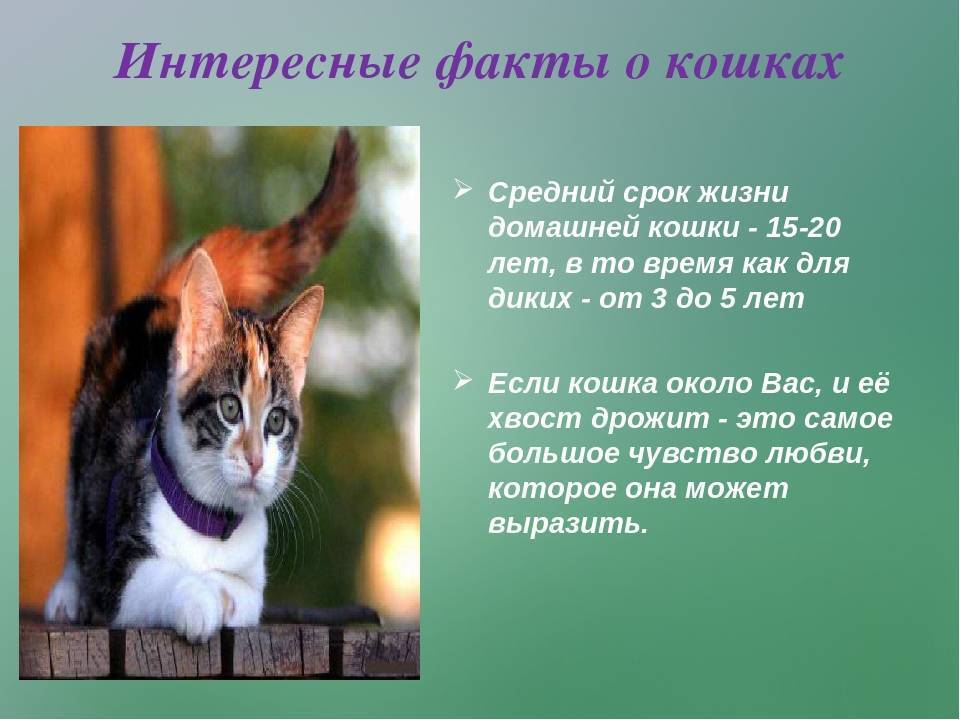 Интересные факты о кошках, которые вы, возможно, не знали • всезнаешь.ру