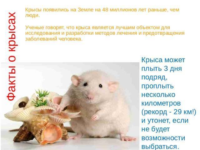 Чем можно и нельзя кормить домашнюю крысу - люблю хомяков