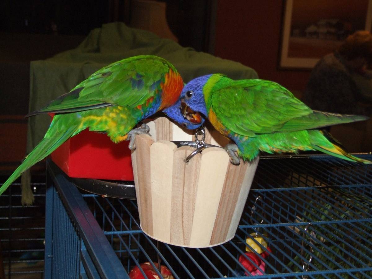 Краткий обзор существующих разновидностей попугаев