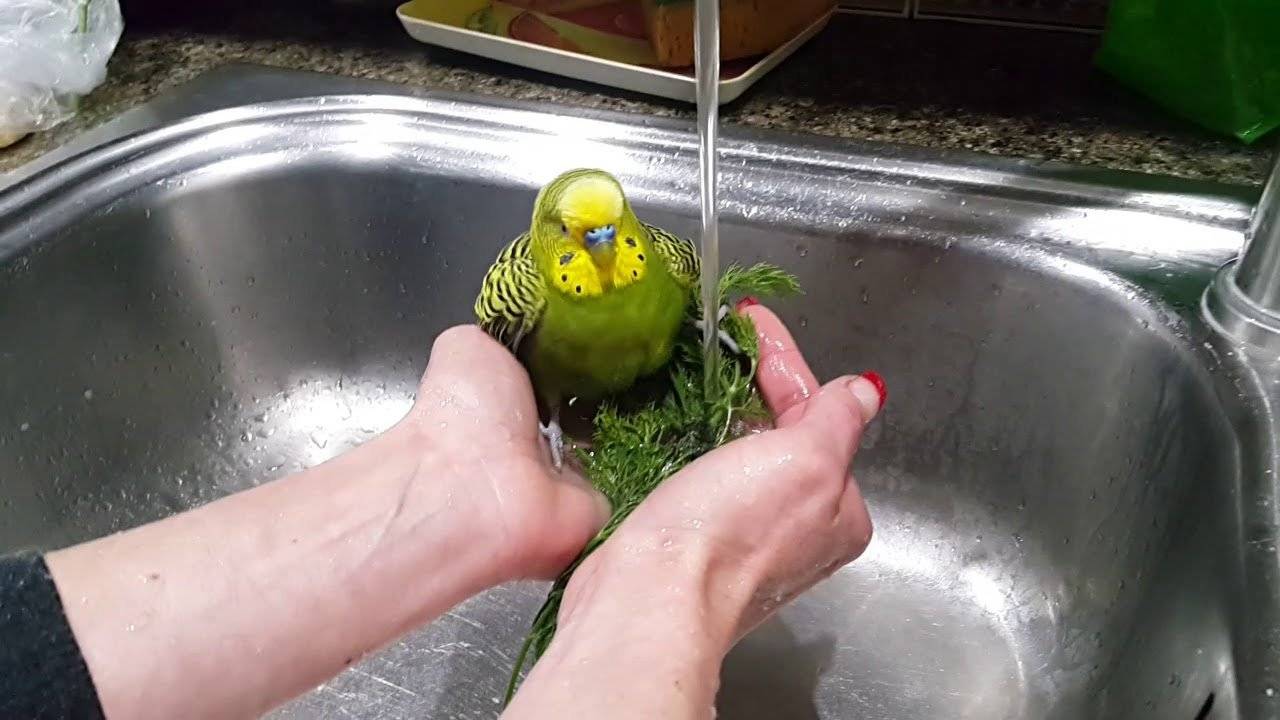 Как мыть волнистого попугая в домашних условиях в первый раз и последущие