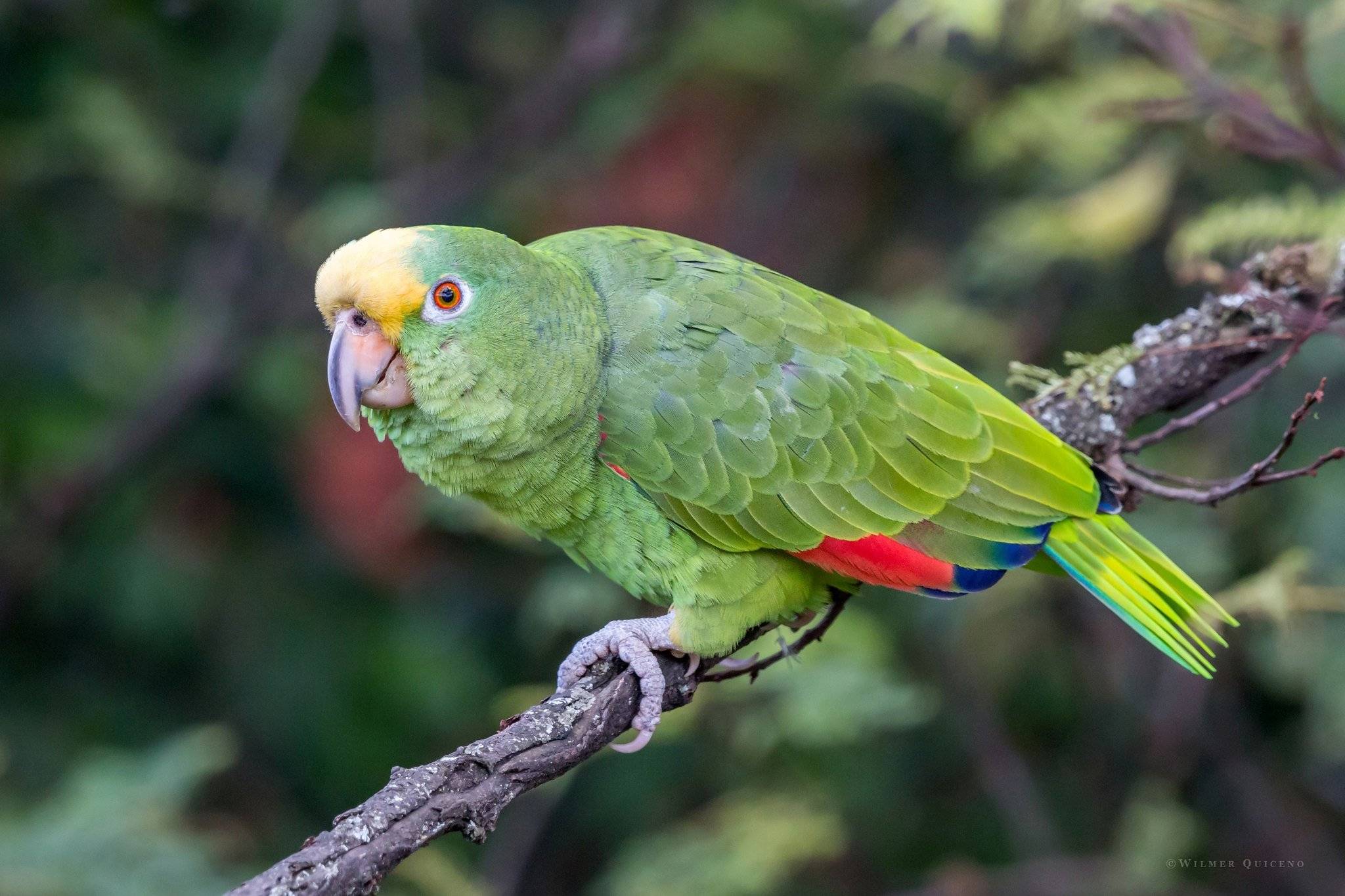 Попугай амазон: описание, виды, интеллект, жизнь дома и в дикой среде