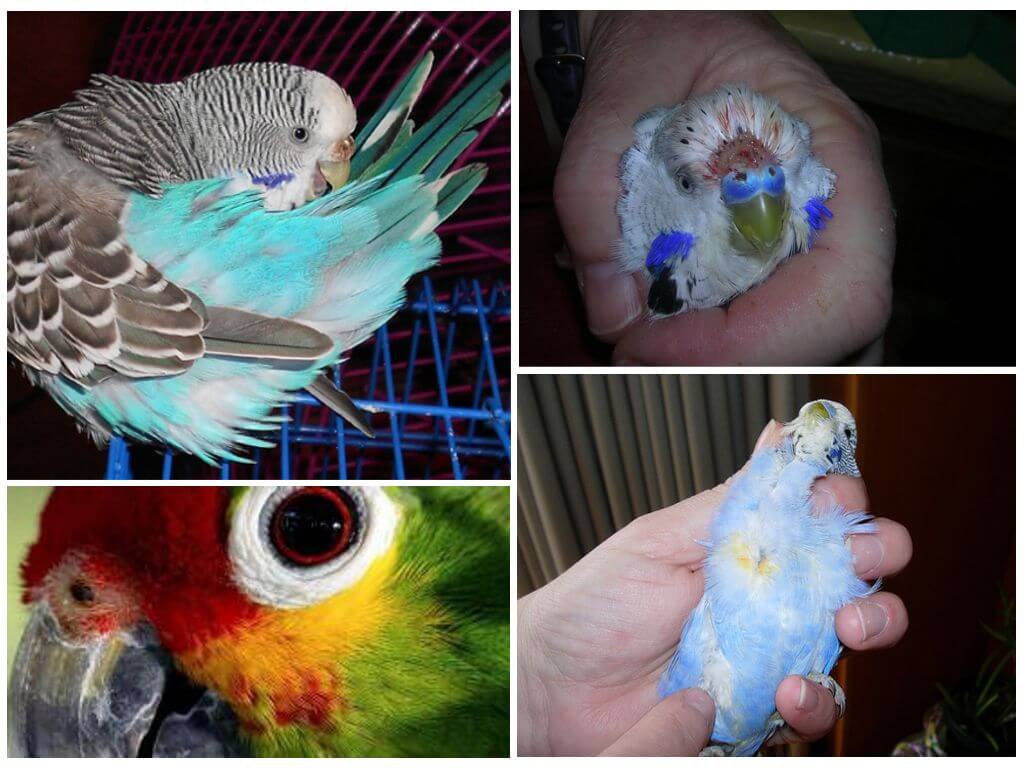 Блохи у волнистых попугаев: бывают или нет, симптомы, как бороться и опасны ли для человека