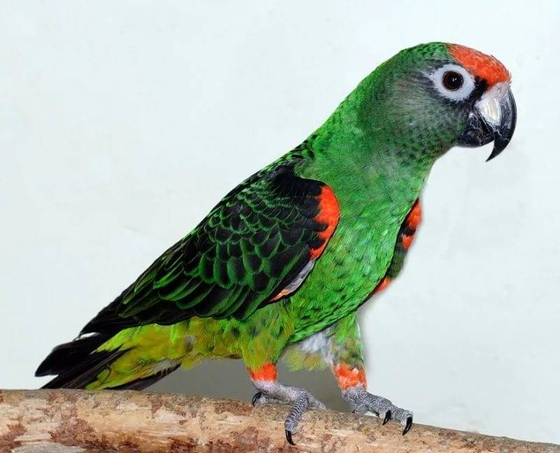 Конголезский попугай: короткое видео лучше тысячи рассказов