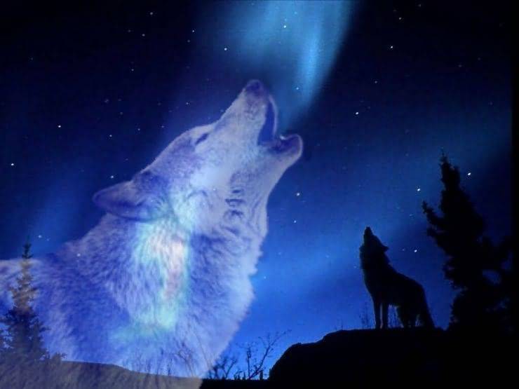 Почему волки воют? | знание – свет