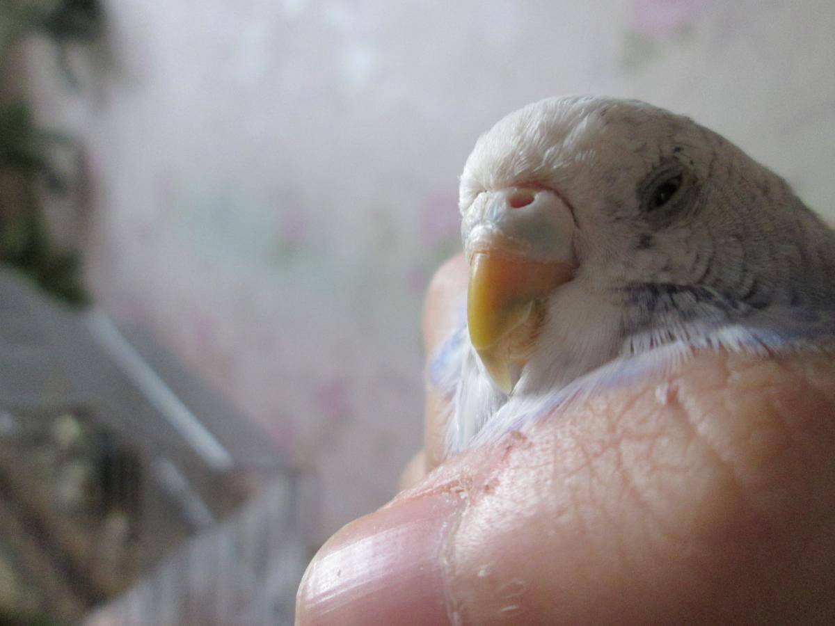 У волнистого попугая слоится клюв: причины, фото, что делать и как избежать этого
