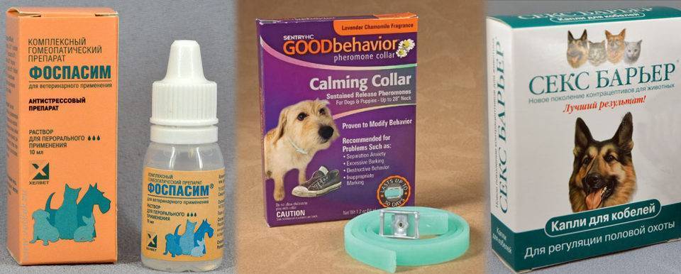 Обзор успокоительных препаратов для собак. | советы ветеринара