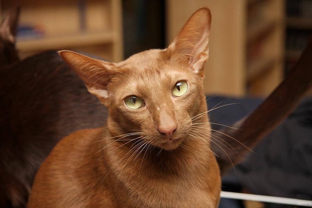 Гавана (гавана браун): описание породы кошек с фото и видео