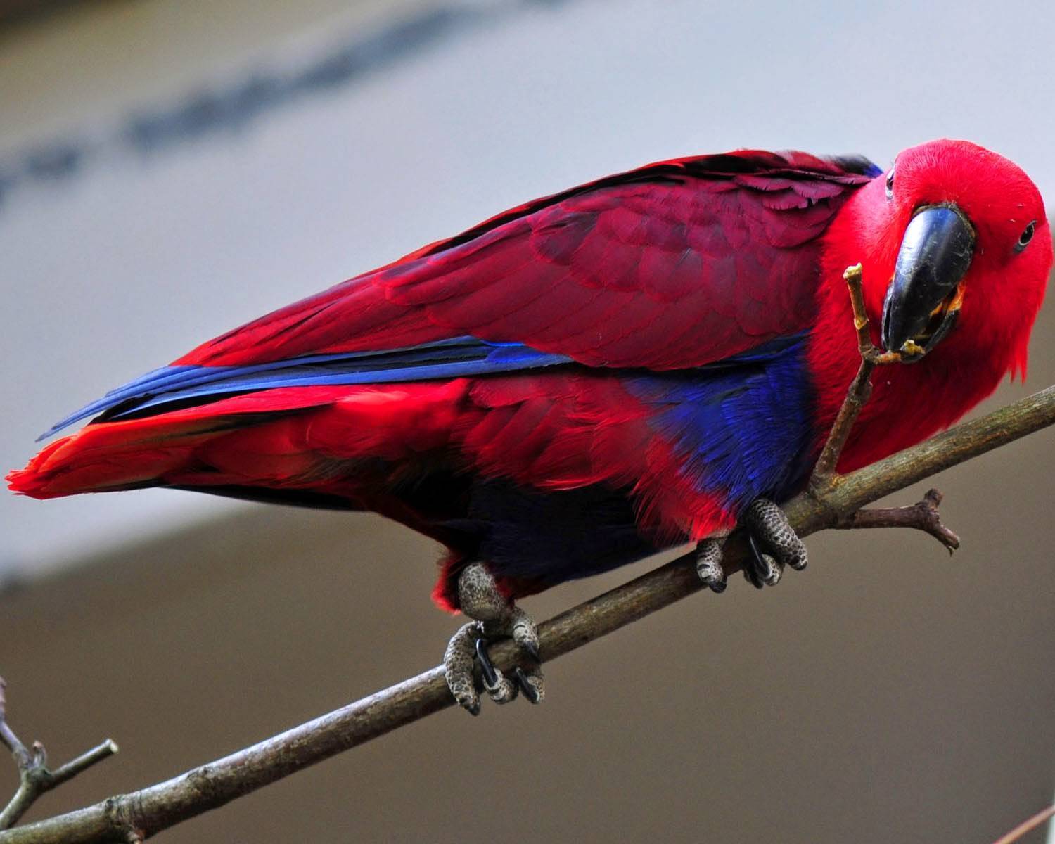 Благородный попугай эклектус: описание, уход и содержание