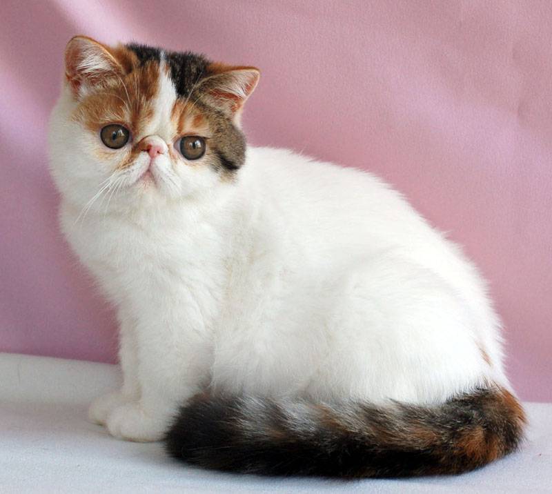 Экзотическая кошка, или экзот: фото, описание породы, характер, здоровье, уход и содержание