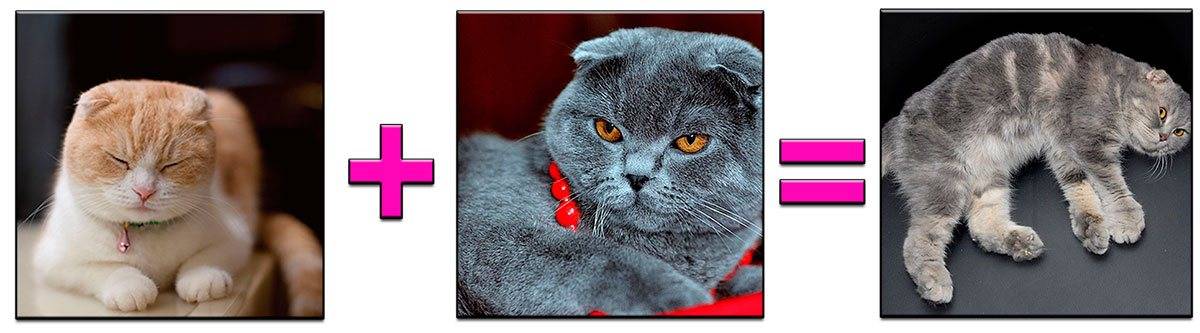 Вязка шотландских кошек по окрасу » муркотики