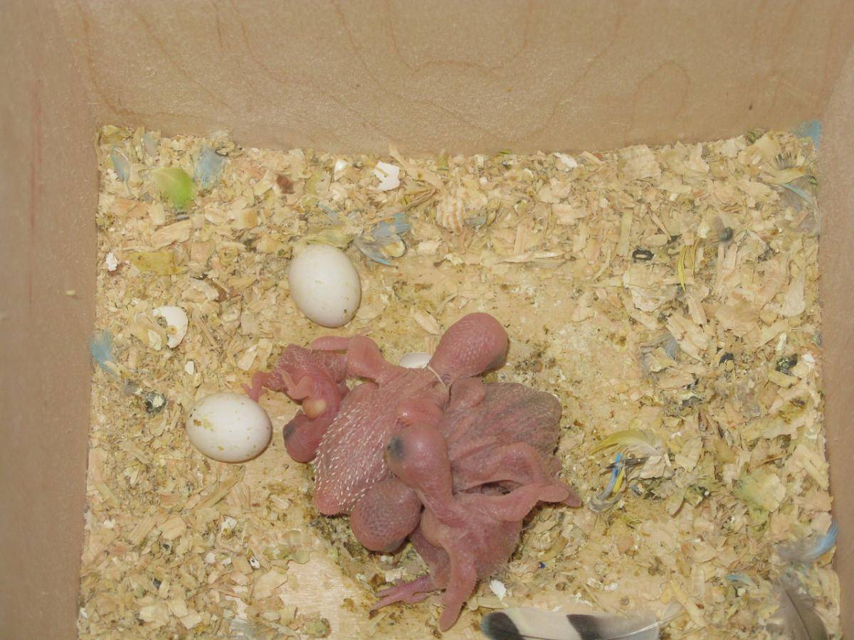 Яйца волнистых попугаев: о процессе высиживания потомства