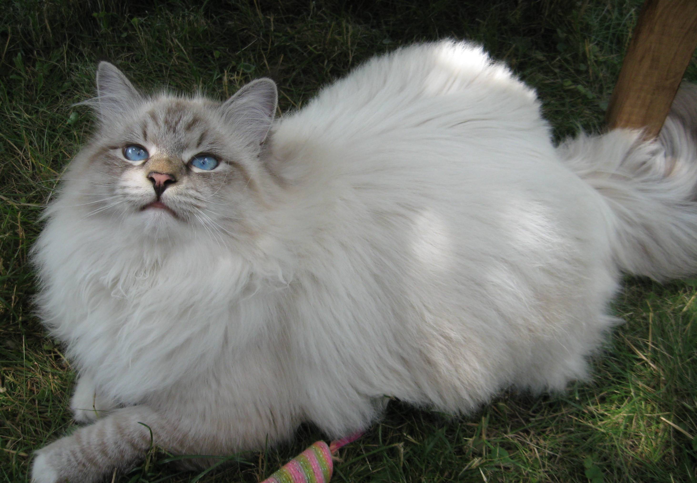 Породы белых кошек с фото и названиями: топ 20 разных вариантов