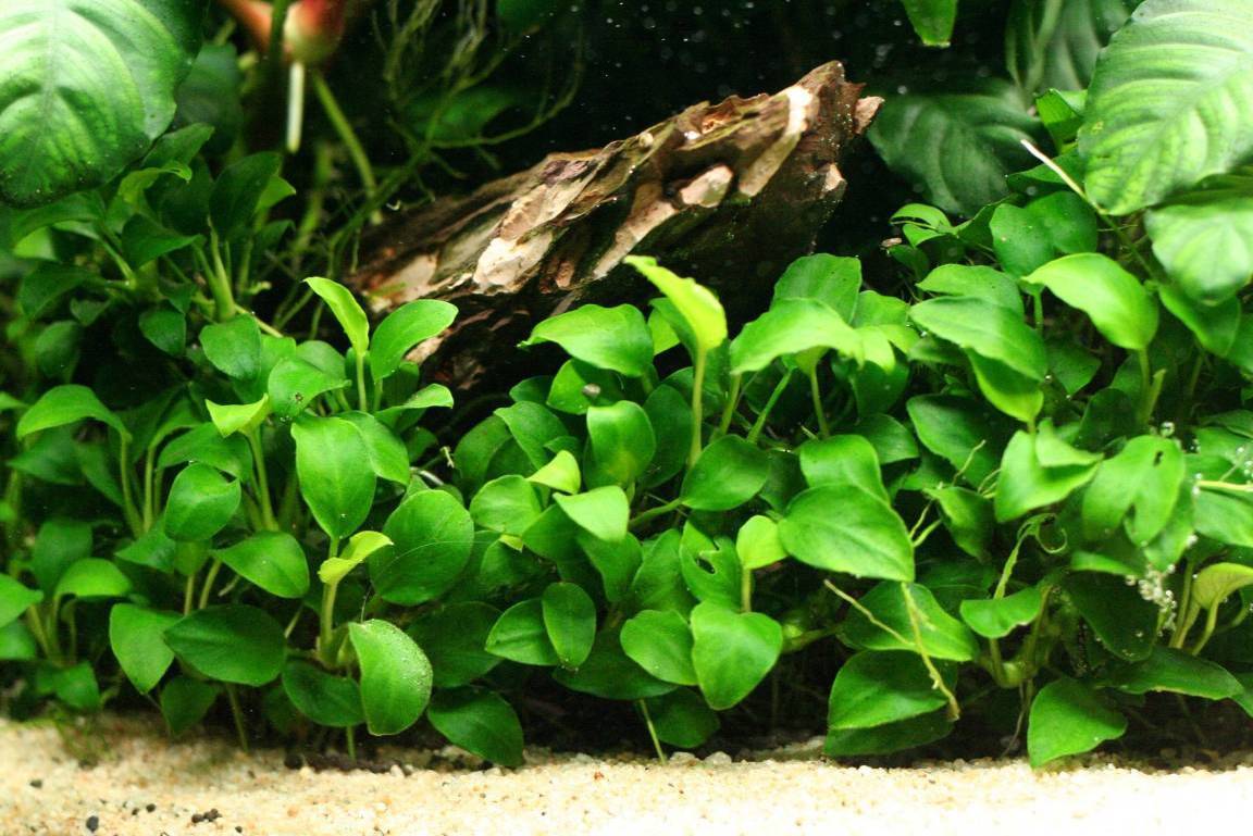 Лучшие аквариумные растения с фото, с названиями и описанием