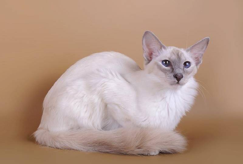 Балинезийская кошка (балинез): фото, характер, отзывы