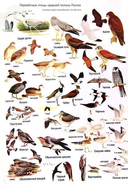 Птицы урала: фотографии и названия обитающих видов