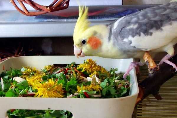 Чем кормить попугая кореллу в домашних условиях: правила составления рациона