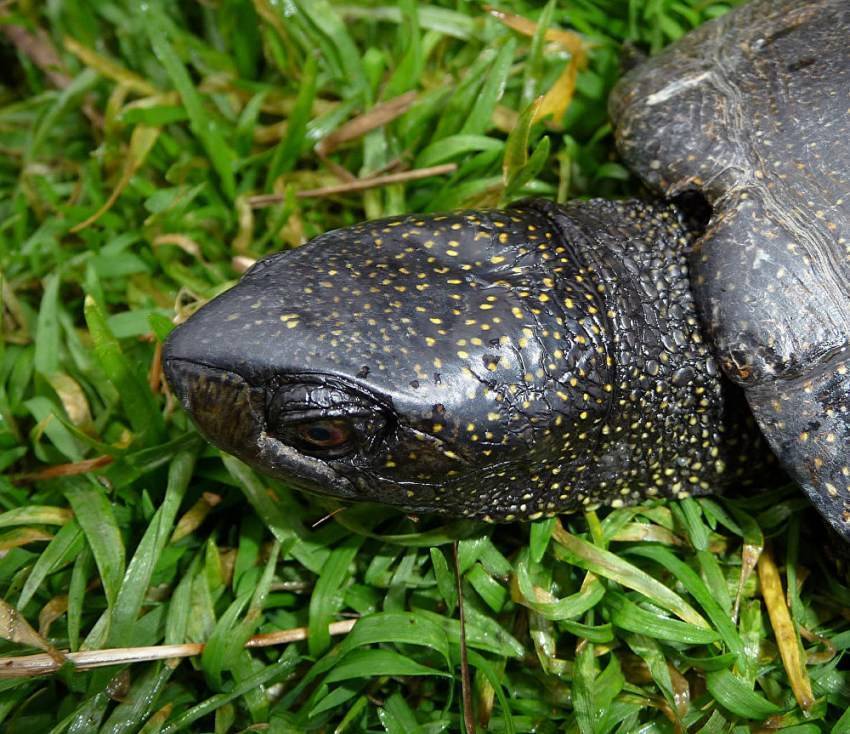 Болотная черепаха - образ жизни и среда обитания болотной черепахи