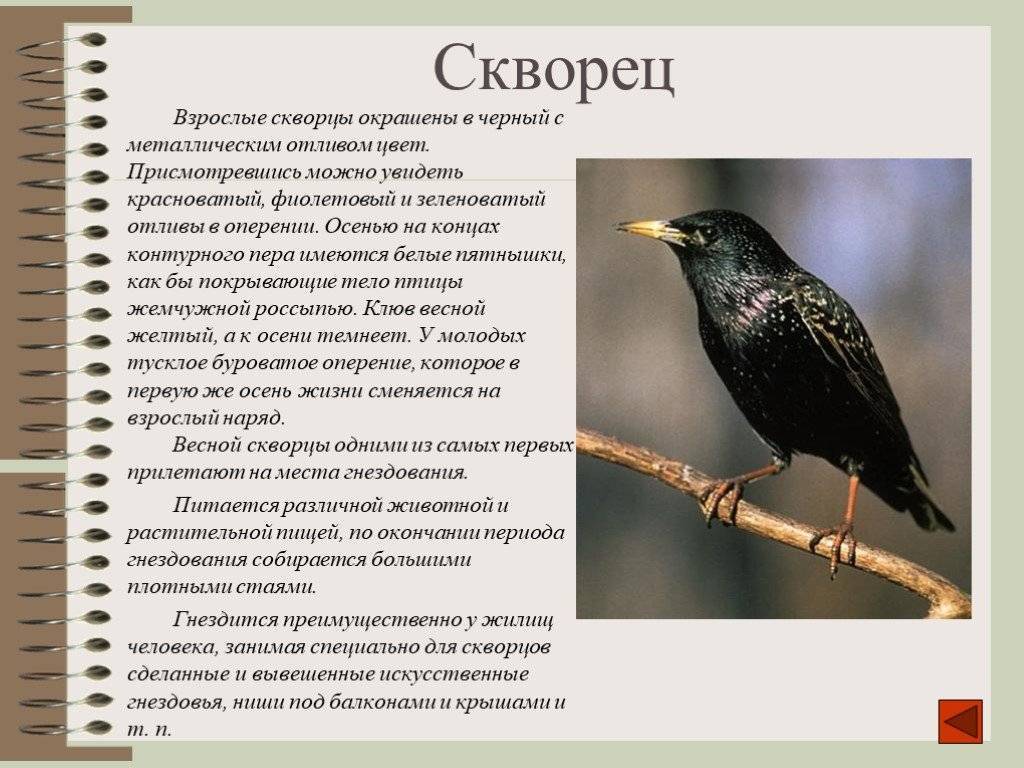 Птица скворец: описание, виды, содержание, голос, видео