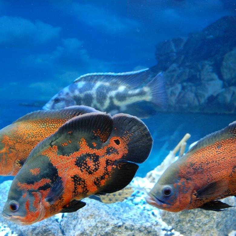 Астронотус – аквариумная рыбка: фото, тигровый, глазчатый оскар, содержание и уход альбиноса, совместимость с рыбами