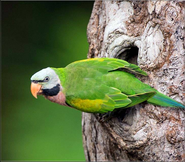 Ожереловый попугай или кольчатый: описание, виды, содержание